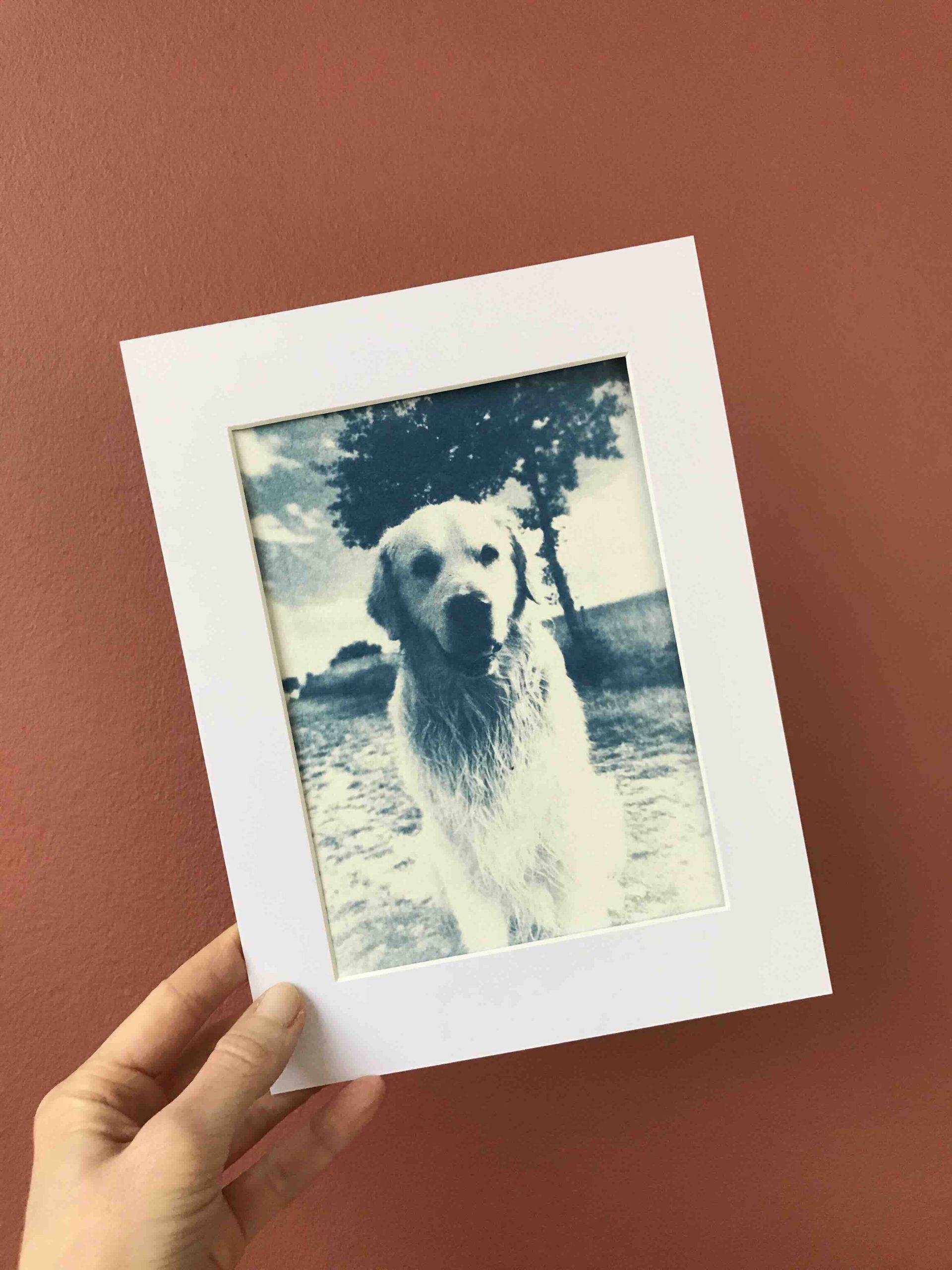 cyanotype personnalisé chien cyrielle grassi